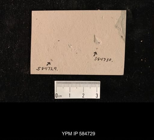 undet. Coleoptera