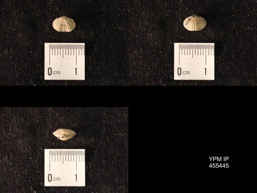 Platystrophia morrowensis