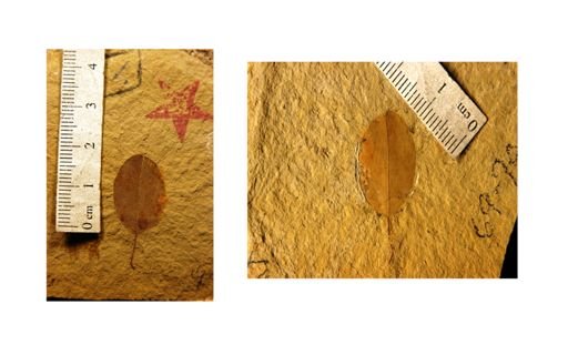 Berchemia huanoides