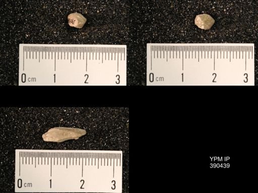 Troosticrinus reinwardti