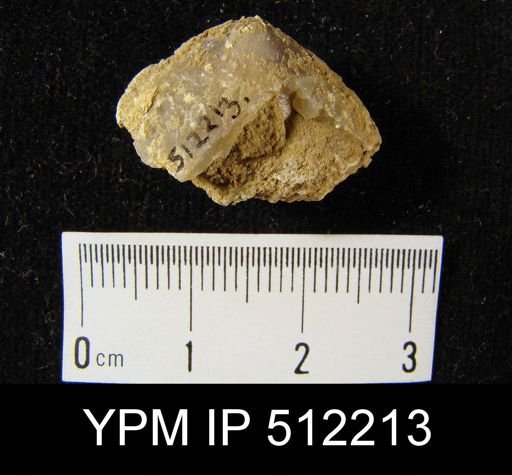 undet. Brachiopoda