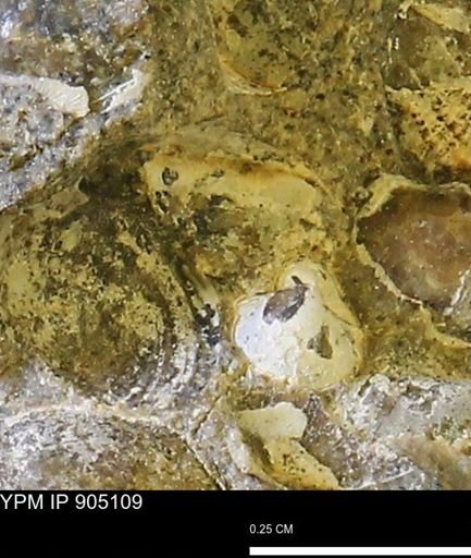 undet. Bivalvia