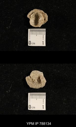 Brachiopoda
