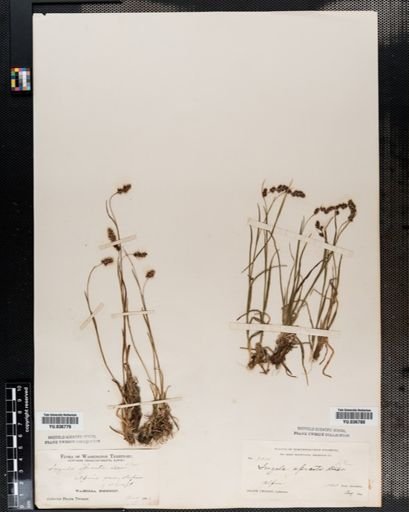 Luzula spicata
