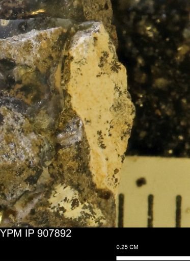 undet. Mollusca