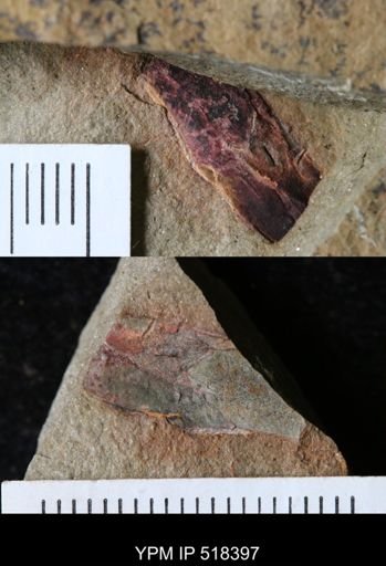 undet. Arthropoda
