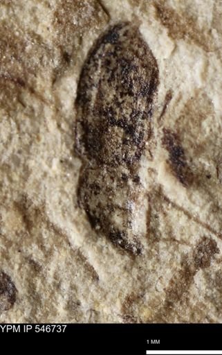 undet. Coleoptera