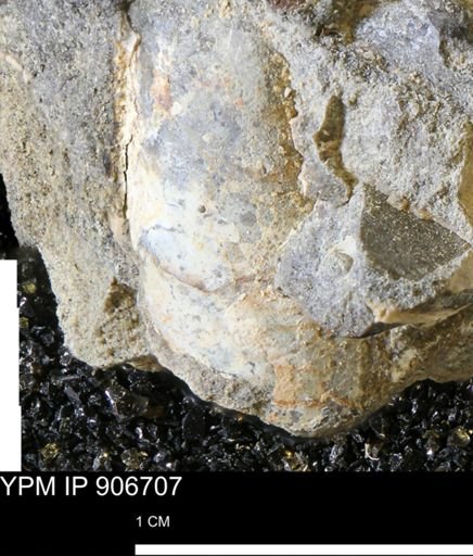 undet. Mollusca