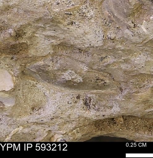 Inoceramus cuneatus