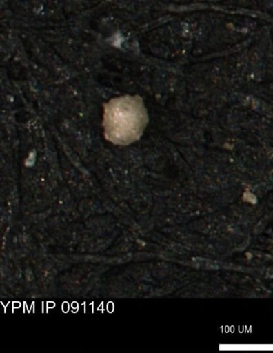 undet. Foraminiferida