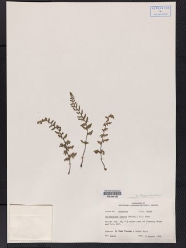 Cheilanthes lanosa