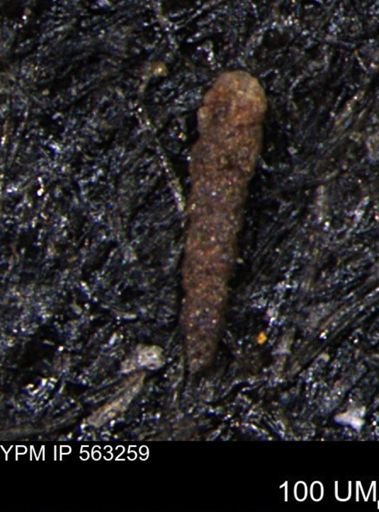 Verneuilinoides hectori