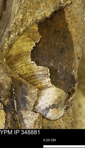 undet. Bivalvia