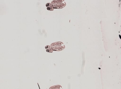 Plagiostomum whitmani