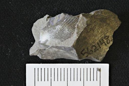 Oxytoma (Hypoxytoma)