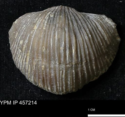 Stropheodonta navalis boonensis