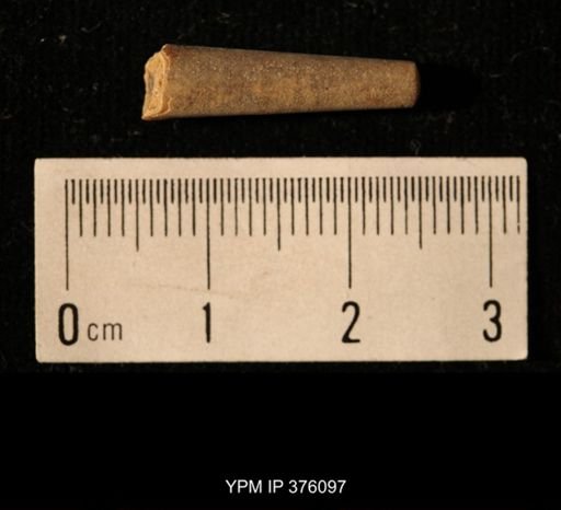 Pseudorthoceras knoxense