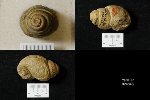 Chenopus syriacus