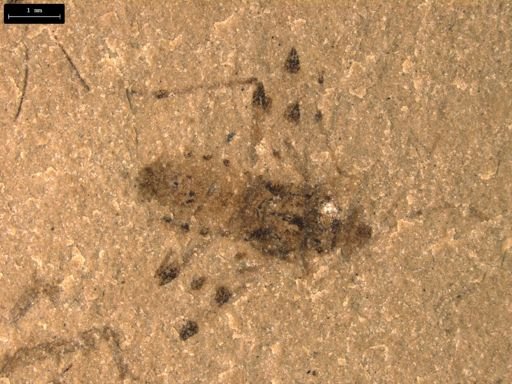 taxon undetermined