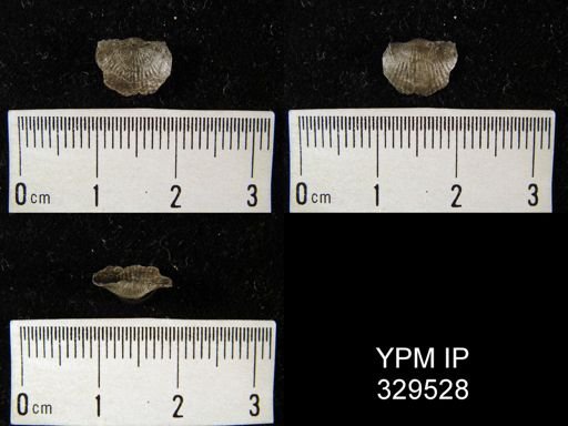 Chonetes mucronatus