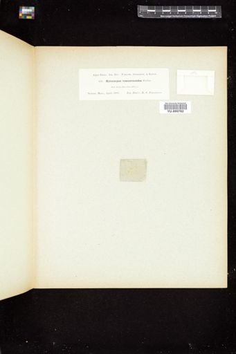 Laminariocolax tomentosoides