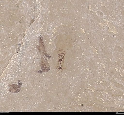 undet. Diptera