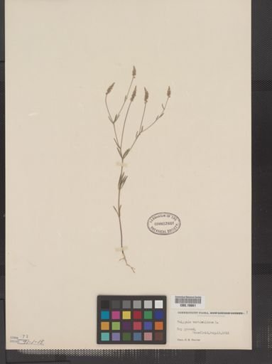 Polygala verticillata