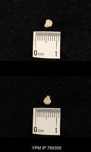 undet. Bryozoa