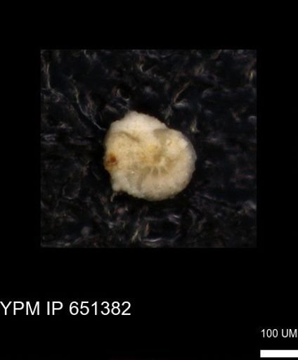 undet. Foraminiferida