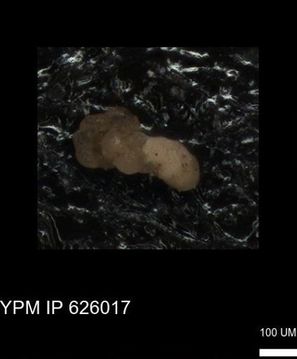 undet. Foraminiferida