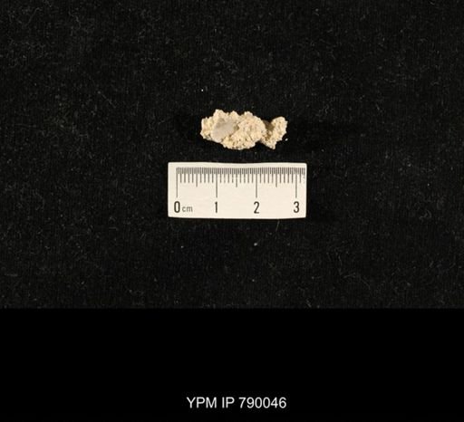 undet. Brachiopoda; shell hash with