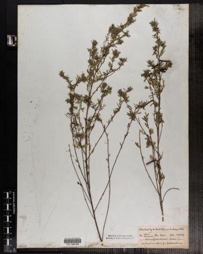 Plantae