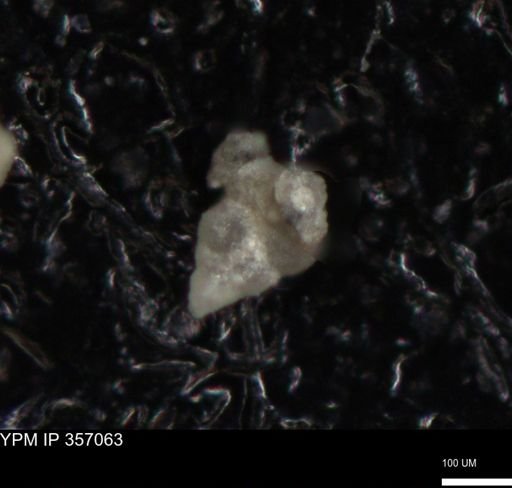 undet. Foraminiferida