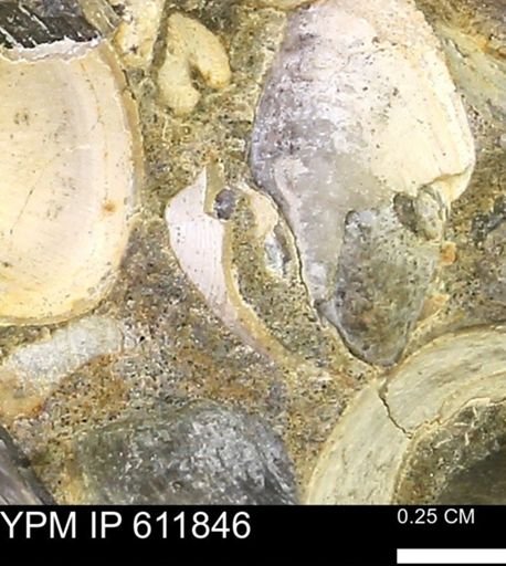 Protocardia sp.