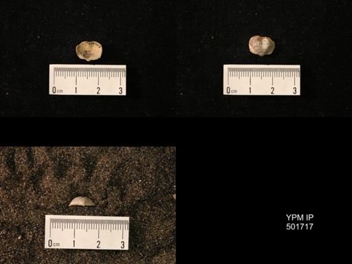 Marginifera splendens