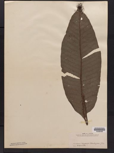 Tectaria
