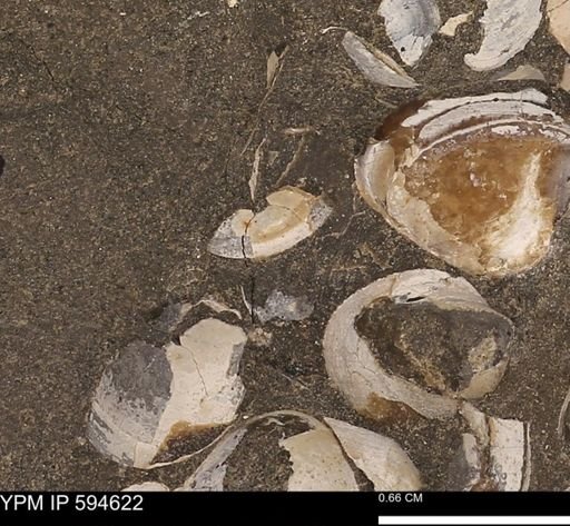Protocardia sp.