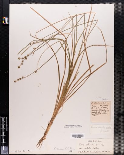 Carex seorsa