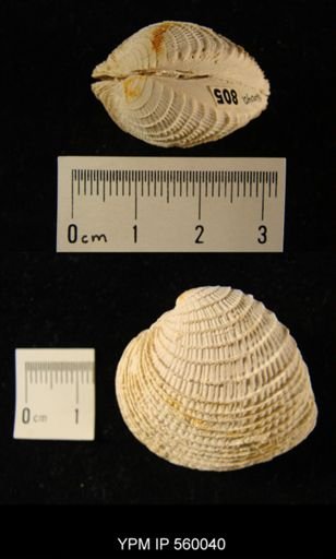 Chione cancellata