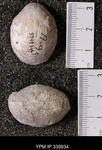 Kingena wacoensis