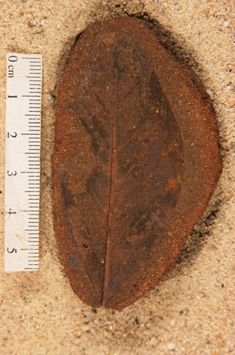 Angiospermopsida