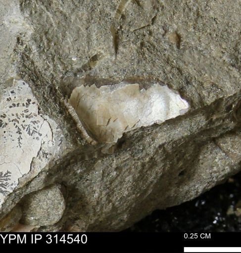 undet. Mollusca