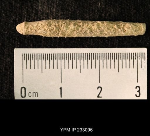 Archaeocidaris sp.