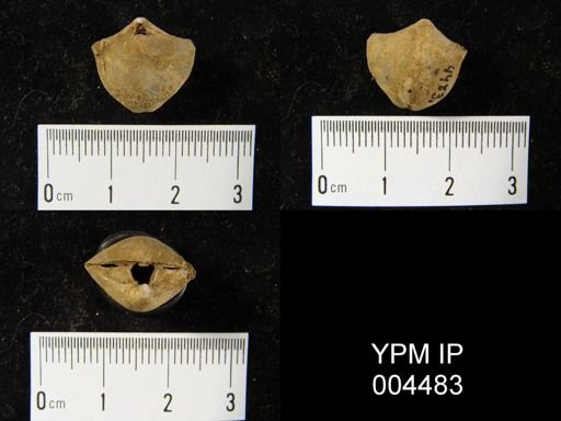 Rhynchospirifer sp.