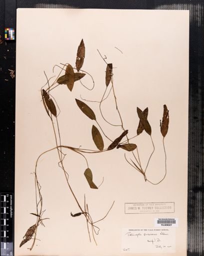 Potamogeton oakesianus