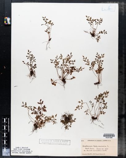 Asplenium ruta-muraria