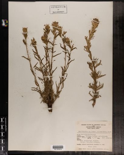 Plantae