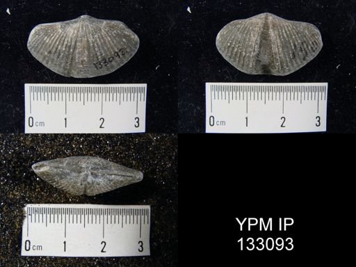 Mucrospirifer mucronatus