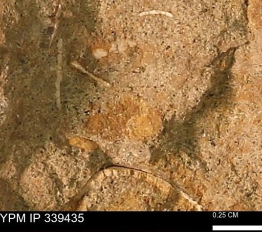 undet. Mollusca