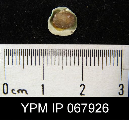 Dalmanella sp.